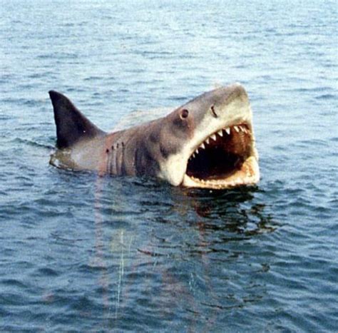 Jaws (1975) | Super movie, Jaws film, Shark