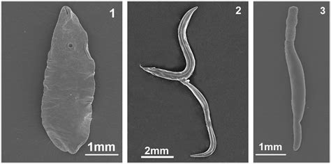 Parasite Electron Microscope