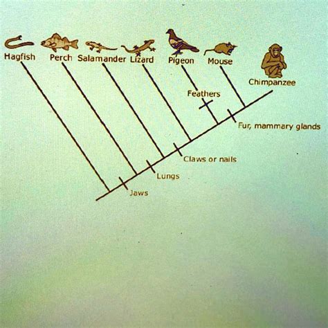 a cladogram is shown which of the following correctly describes the relationship between ...