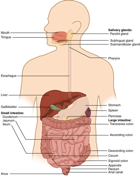 Gastrointestinal (Digestive) System – Building a Medical Terminology ...