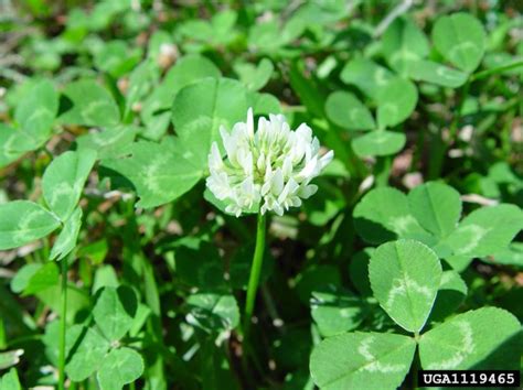 White Clover | Home & Garden Information Center