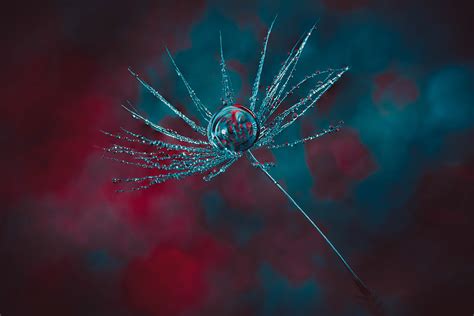 Dandelion clock on Behance