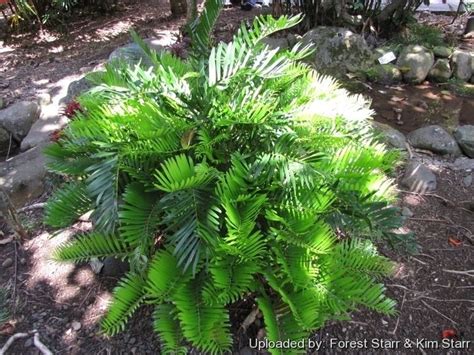 Zamia integrifolia - Alchetron, The Free Social Encyclopedia