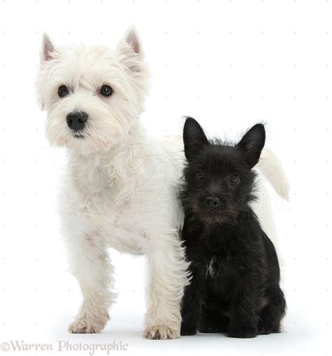 Black Westie Puppies