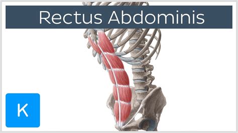 Rectus Abdominis