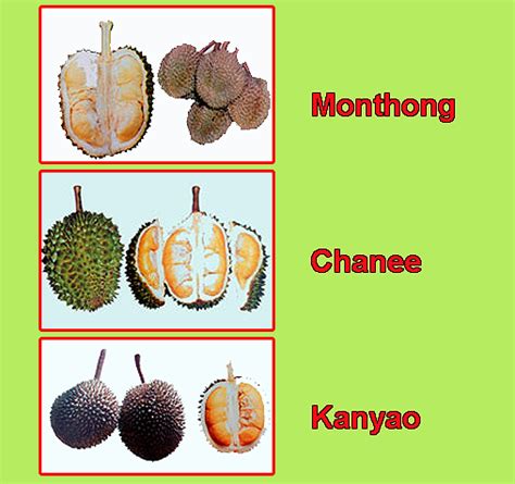 Durian Info: Durian Seasons In Durian Production Areas