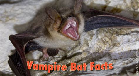 Vampire Bat Facts, Pictures, Information & Video