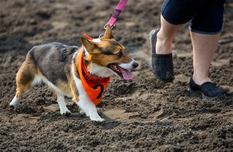 Photos: The first annual Corgi Races are here!!! | Seattle Refined