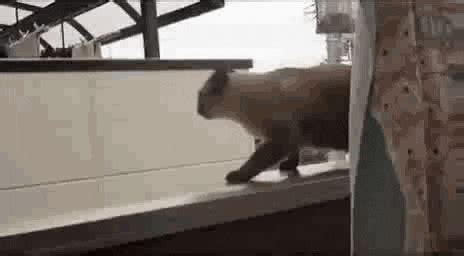 Cat GIF - Find & Share on GIPHY