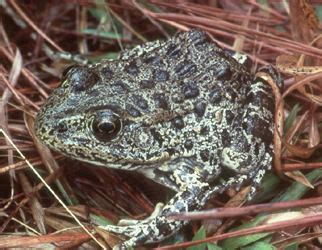 Gopher frog - Alchetron, The Free Social Encyclopedia