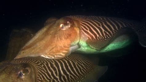 cephalopod | Definition, Etymology, Species, & Facts | Britannica.com