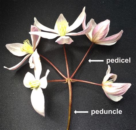 Inflorescences - Tree Guide UK