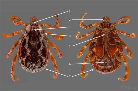 Dermacentor variabilis, or the American dog tick | Institut national de santé publique du Québec