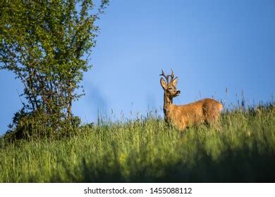 Strong Six Point Roe Deer Buck Stock Photo 1455088112 | Shutterstock