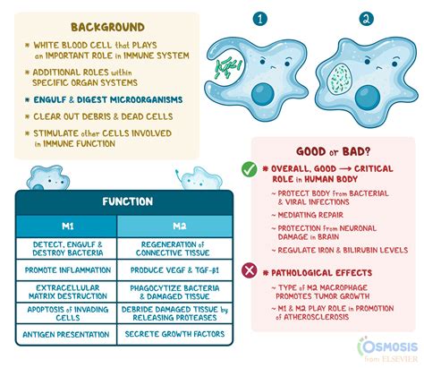 Macrophages: What Are They, Different Types, Function, and More | Osmosis