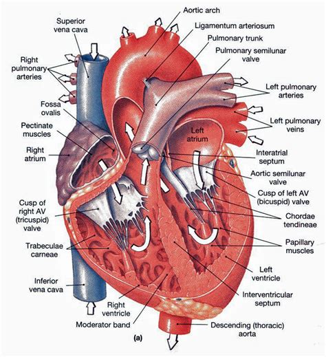 Cardiovascular System Related Multiple Choice Questions and Answers ...