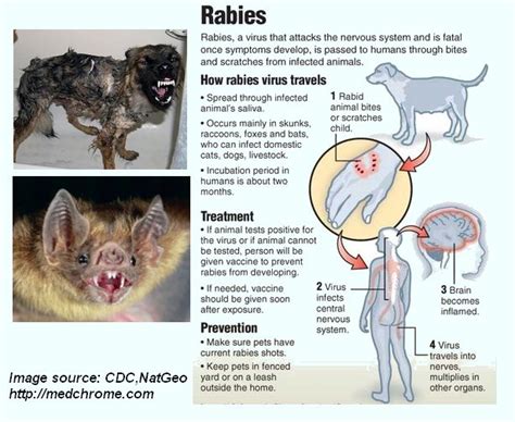 Symptomse: Rabies Symptoms In Dogs