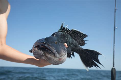 Black Sea Bass Fishing Rigs