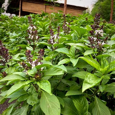 Thai Basil Blends Nature’s Beauty and Flavor