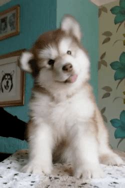 Funny GIFs | Malamute puppies, Cute baby animals, Cute dogs