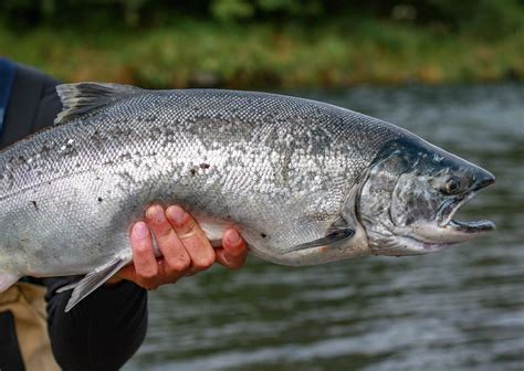 Sustainability of Wild-Caught Salmon Versus Farmed