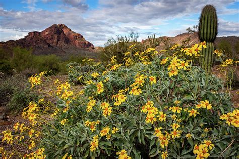 Desert Brittlebush Photograph by Jackie Cavanagh - Fine Art America