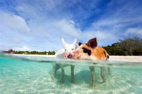 Bahamas-Karibik-Schweine schwimmen | Swimming pigs, Bahamas pigs, Pig beach