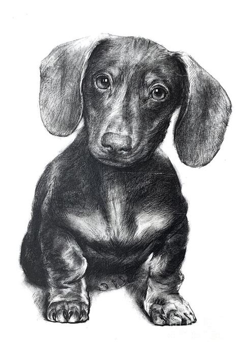 Dachshund puppy's portrait by charcoal pencil Drawing by Wendy Huang ...