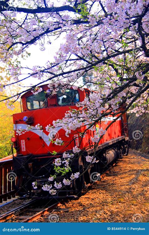 Cherry Blossoms & Train Stock Photo - Image of season, pink: 8544914