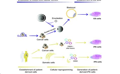 Approaches to generate pluripotent stem cells from cancer cells. (Upper... | Download Scientific ...