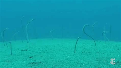 Garden Eels | Fasci Garden