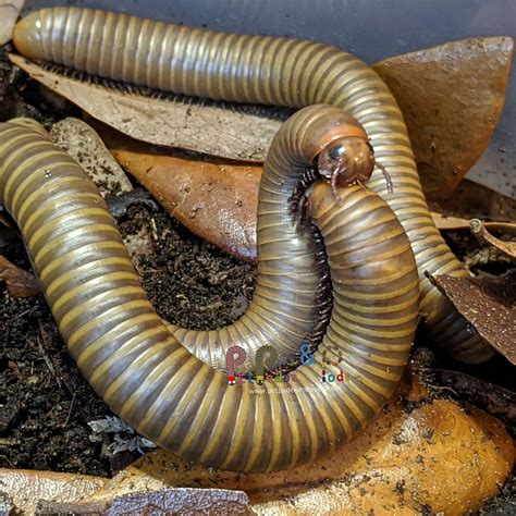 Smoky Oak Millipede – Pet Pedes and Pods