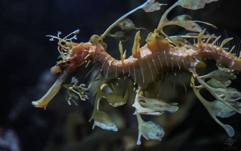 Leafy Seadragon - Facts and Photographs | Seaunseen