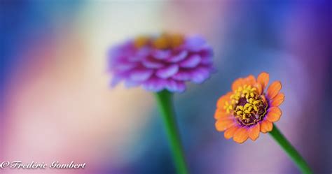 some are in the light .... | frederic gombert | Flickr