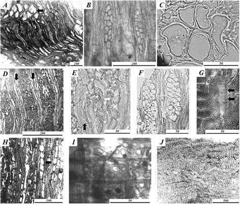 Macrofossil remains shown on the hand-made sections; A)-C) Fraxinus... | Download High-Quality ...