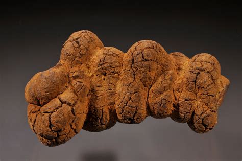 Coprolite,Fossil,(fossil,Mammal,Feces),,Miocene,Epoch,,Lewis,County,,Washington - *CUP