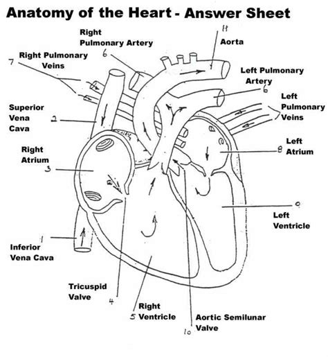 Heart Anatomy Diagram Label | MedicineBTG.com