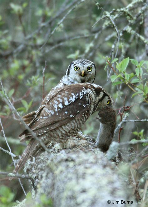 Northern Hawk Owl prey exchange