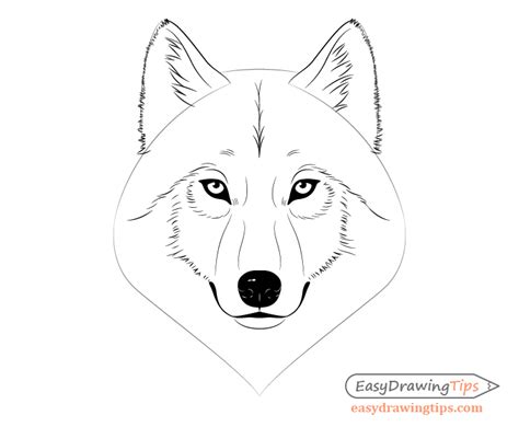 How to Draw a Wolf Face & Head Step by Step - EasyDrawingTips