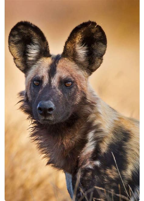 “Rikaon,” an African wild dog, Kruger National Park, South Africa. The Cape hunting dog (Lycaon ...