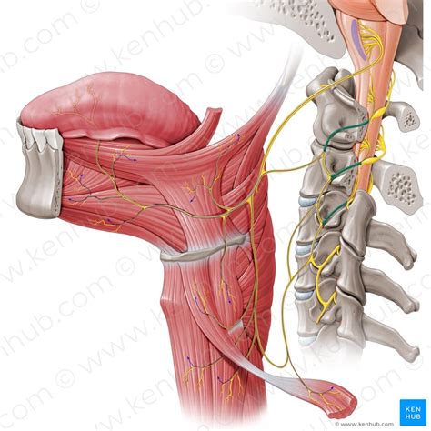 Longus capitis: Origin, insertion, innervation, action | Kenhub