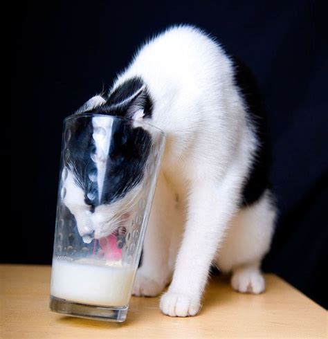 Cat Thieves Caught in the Act | Funny cat photos, Cat drinking, Crazy cats