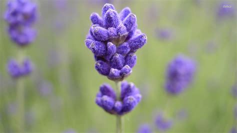 Close-Up Flowers Lavender wallpaper | 1920x1080 | #22700