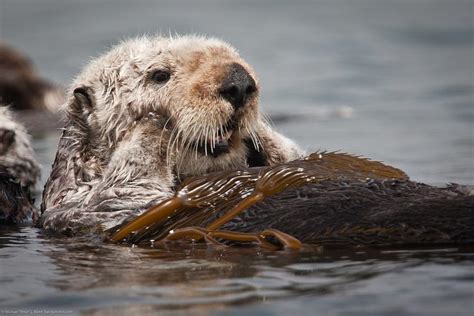 All about sea otters | Sierra Club BC