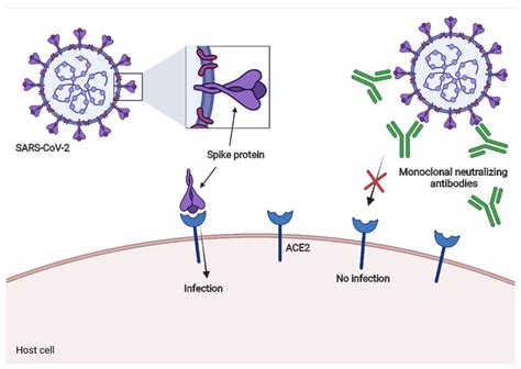 Antibody Neutralization