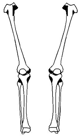 Arm Bones Diagram - ClipArt Best