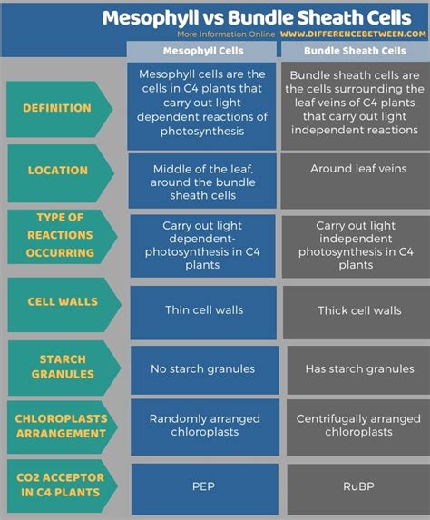 Difference Between Mesophyll and Bundle Sheath Cells | Compare the Difference Between Similar Terms