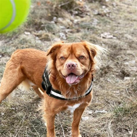 Golden Retriever Pitbull Mix: A Unique Hybrid You Will Love