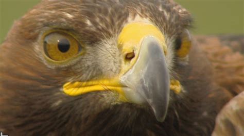 Golden eagles 'can return to south of Scotland' - BBC News