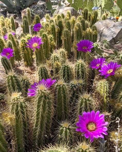 See Gorgeous Cactus Flowers in Arizona By Visiting These Places